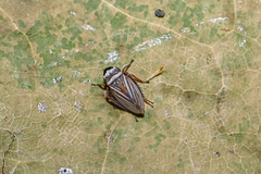 Aphrodes