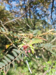 Phyllanthus salviifolius