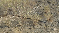 Cubophis cantherigerus