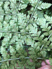 Dryopteris sparsa