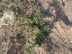 Tournefortia sibirica