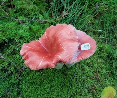 Russula