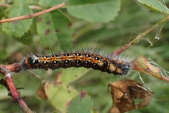 Acronicta