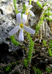 Jamesbrittenia calciphila