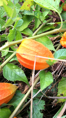 Alkekengi officinarum