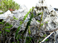 Jamesbrittenia calciphila