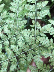 Dryopteris sparsa