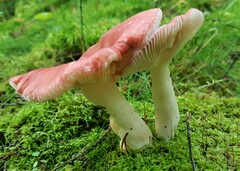 Russula