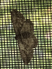 Anavitrinella pampinaria