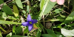 Gentianopsis ciliata