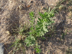 Tournefortia sibirica