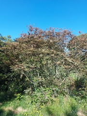 Phyllanthus salviifolius