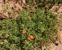 Sphaeralcea coccinea