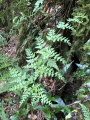 Dryopteris sparsa