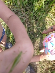 Phaneroptera falcata