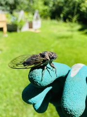 Neotibicen canicularis