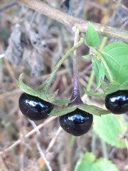Atropa belladonna