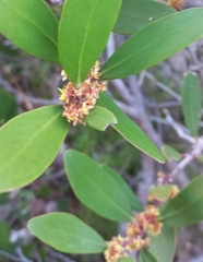 Pterocelastrus tricuspidatus