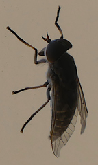 Tabanus