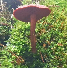 Cortinarius sanguineus