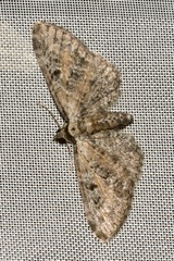 Eupithecia icterata