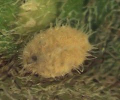Eriococcus multispinus