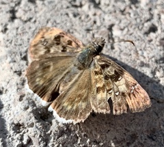 Erynnis tristis tatius