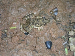Fejervarya limnocharis