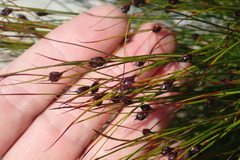 Juncus jacquinii