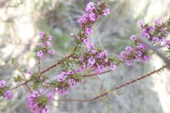 Muraltia satureioides