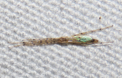 Styringomyia