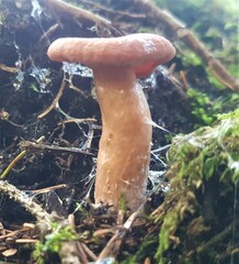Lactarius rufus