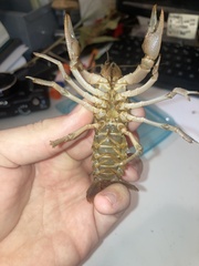 Procambarus kensleyi