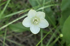 Parnassia glauca
