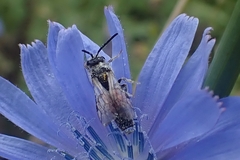 Anthophila