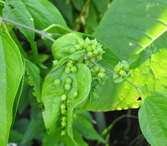 Celticecis celtiphyllia