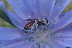 Anthophila
