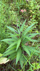 Vernonia noveboracensis