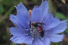 Anthophila