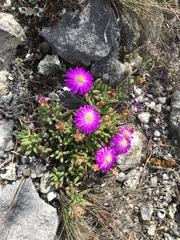 Lampranthus ceriseus