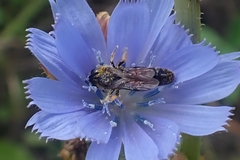 Anthophila