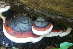 Fomitopsis pinicola