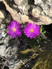 Lampranthus ceriseus