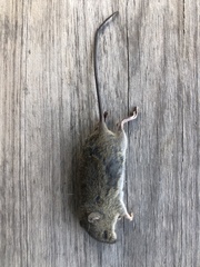 Muroidea
