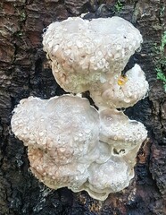 Fomitopsis pinicola