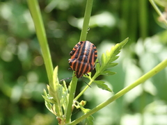 Graphosoma italicum italicum