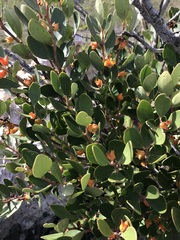 Pterocelastrus tricuspidatus