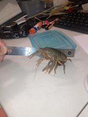 Procambarus kensleyi