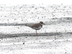 Charadrius dubius