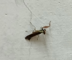 Schizomantodea